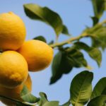 20 Luscious Lemon Trees (With Pictures)