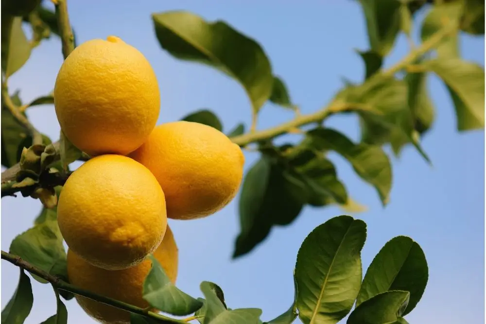 20 Luscious Lemon Trees (With Pictures)