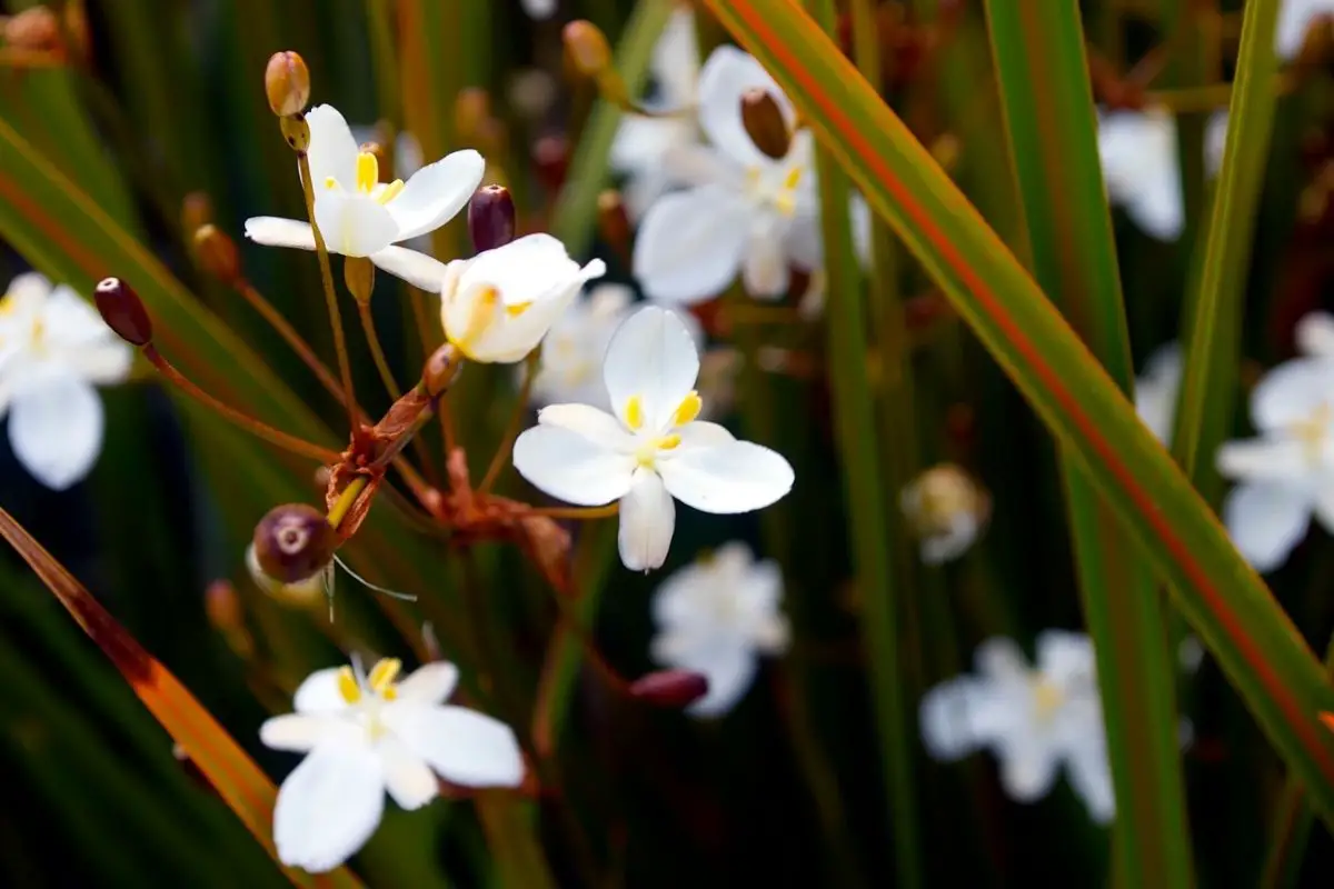 Libertia Flowers That Start With L