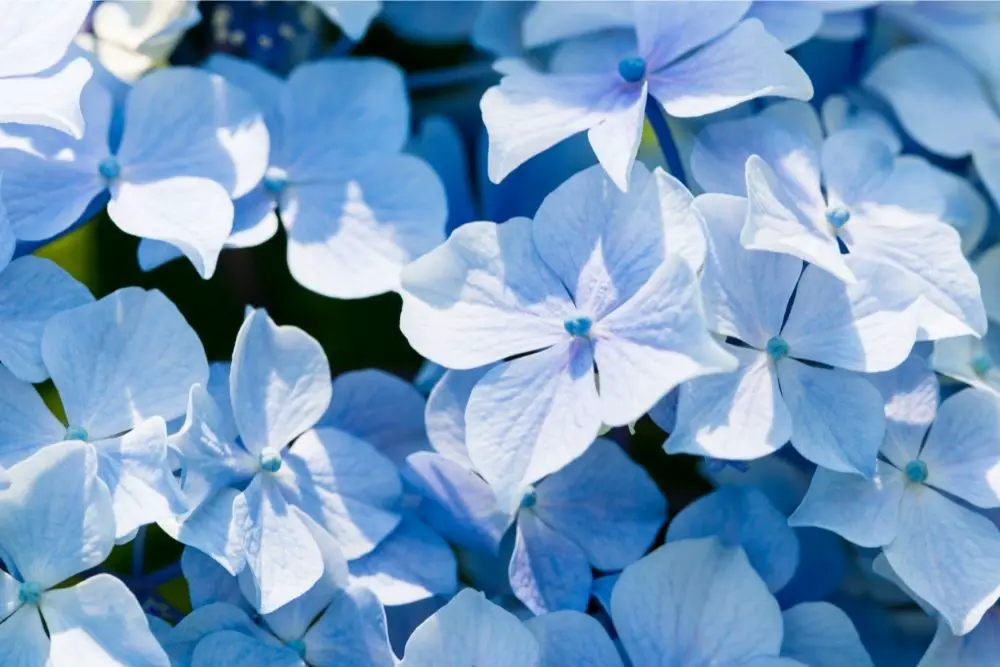 28 Beautiful Light Blue Flowers (Including Pictures)