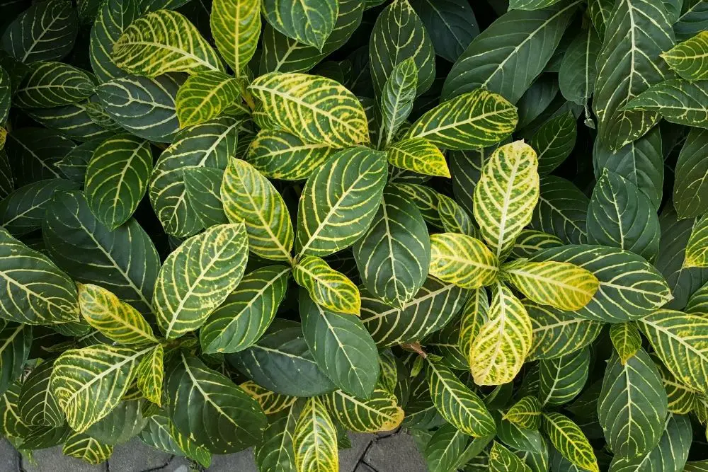17 Beautiful Light Green Plants (With Pictures)