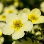 37 Lovely Light Yellow Flowers (Including Pictures)