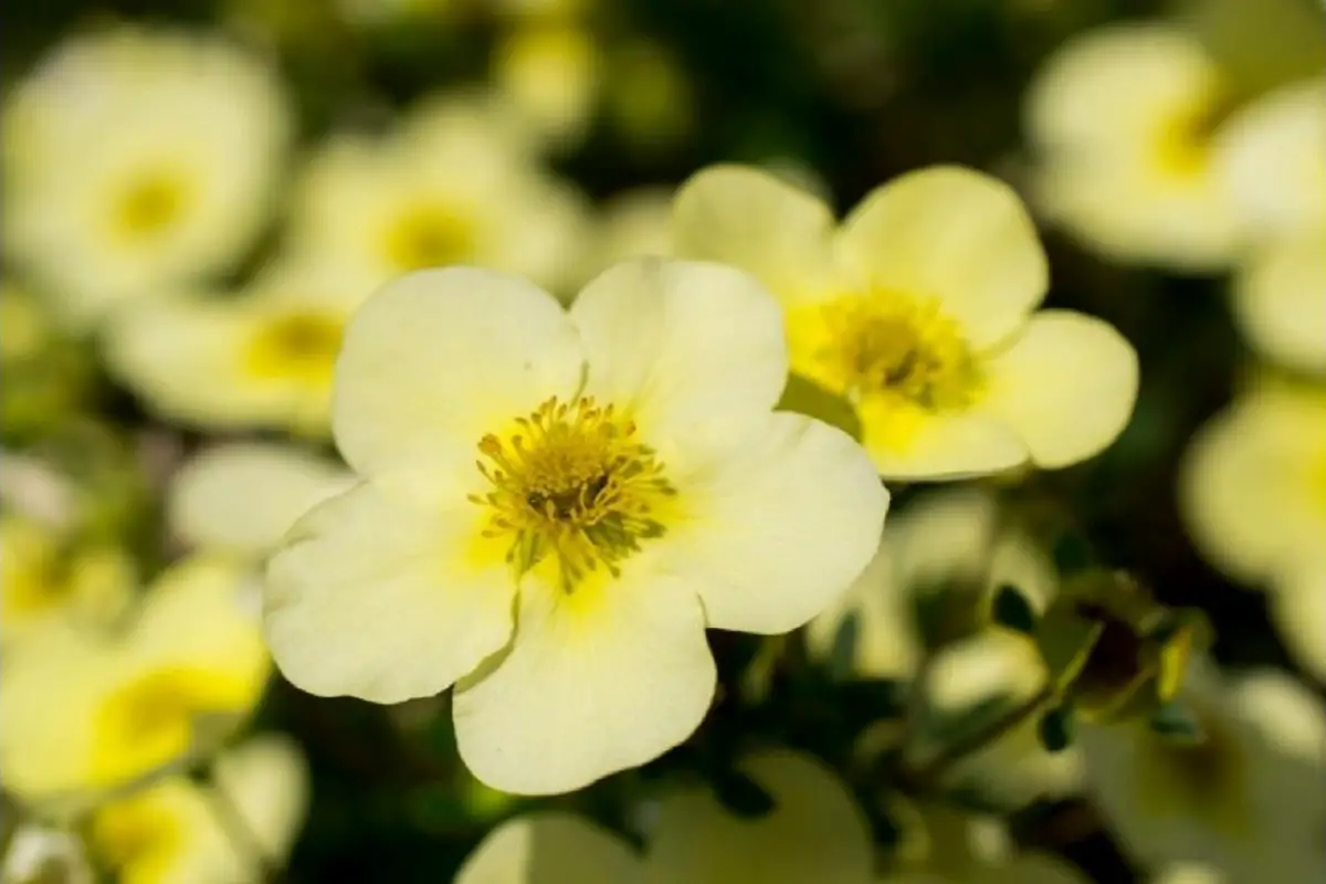 Light Yellow Flowers