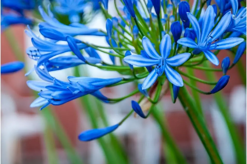 Lily Of The Nile (Agapanthus)