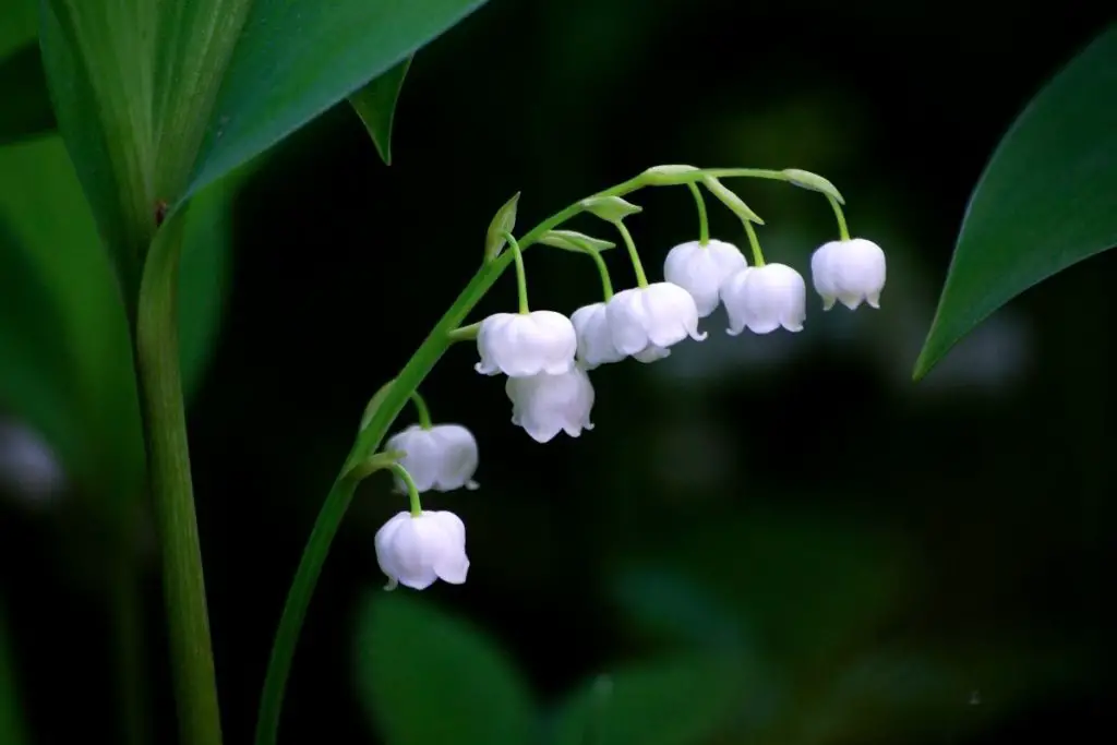 Lily Of The Valley 