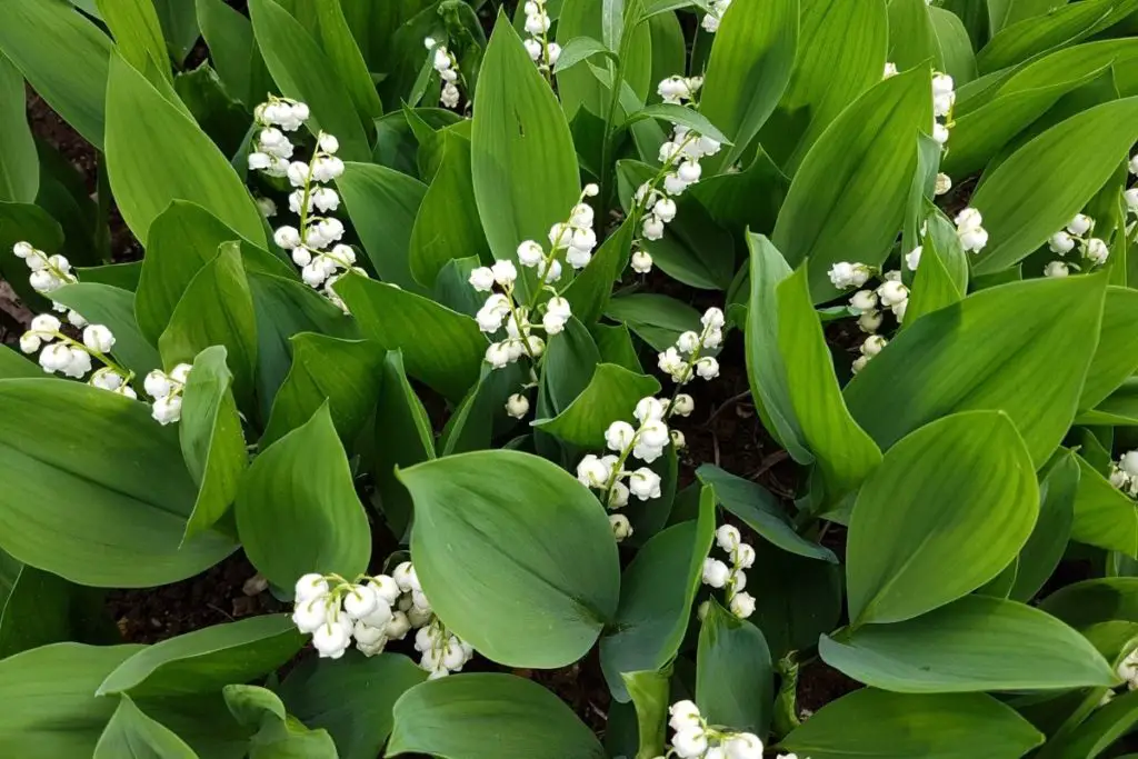 Lily Of The Valley (Convallaria Majalis) 