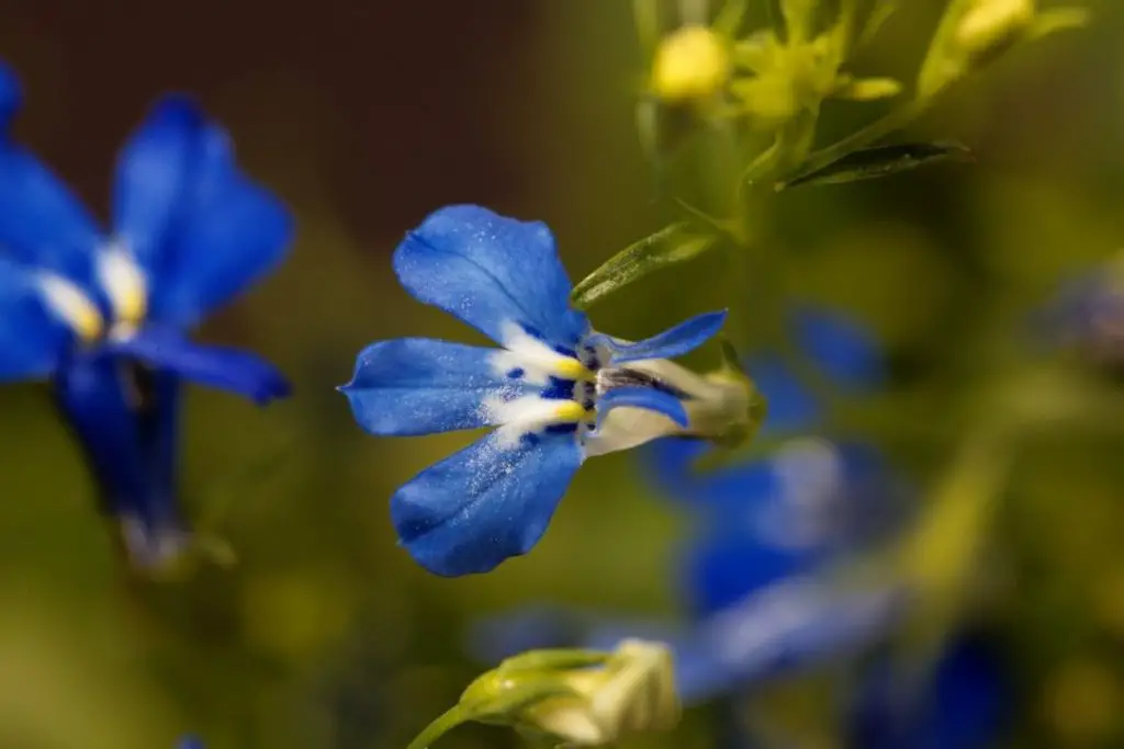 Lobelia Erinus true blue flowers