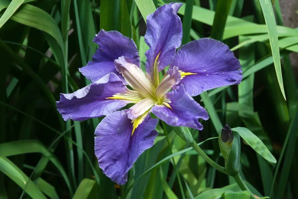 Louisiana Iris 