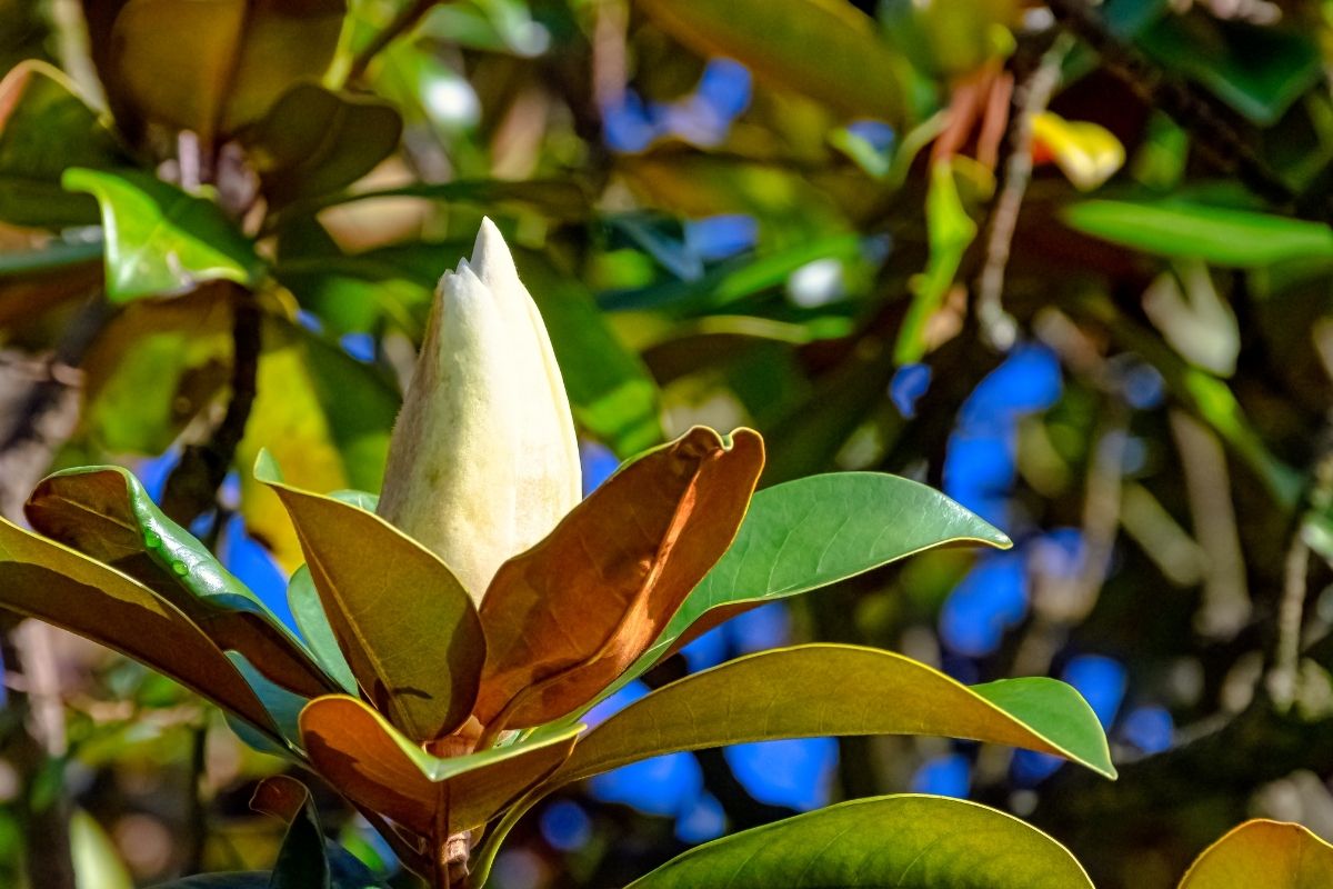 Magnolia Doltsopa