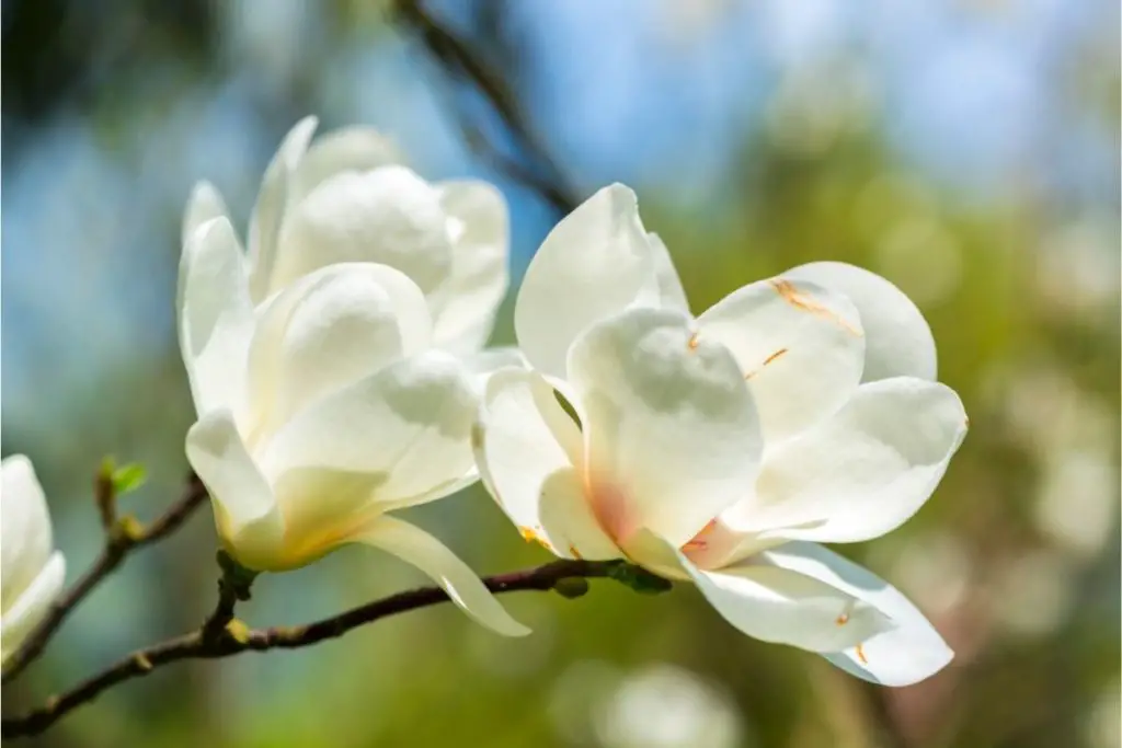 Magnolia cubensis