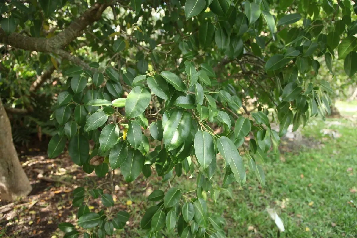 Manchineel Trees that Start with M