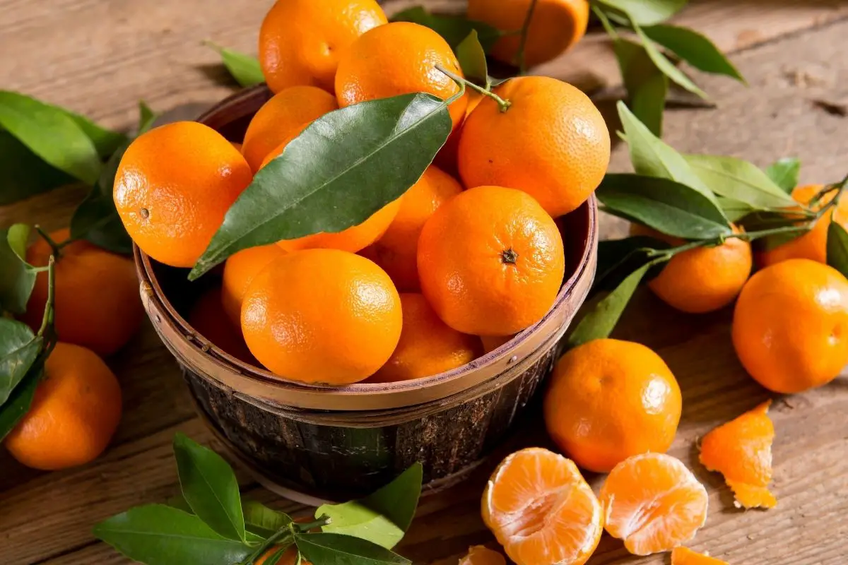 Mandarin (Citrus Reticulata)