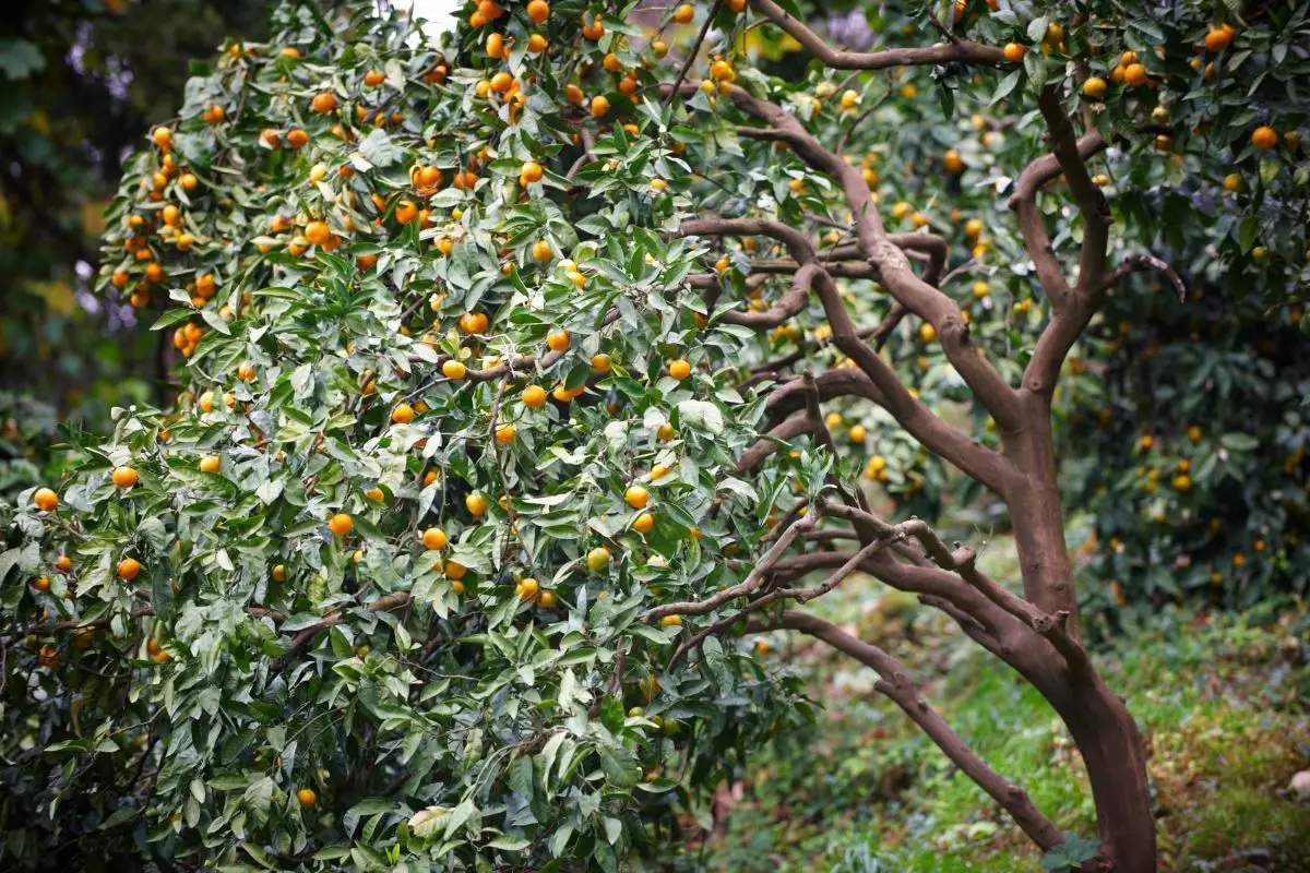 Mandarin Trees that Start with M