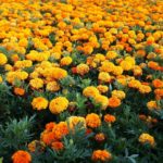 36 Magnificent Marigold Flowers (Including Pictures)