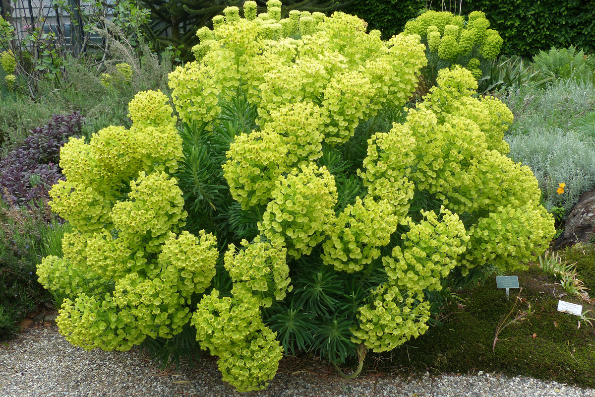 Mediterranean Spurge light green flowers