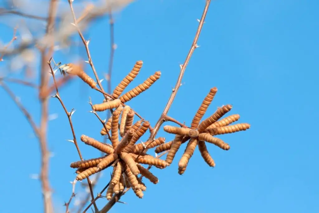 Mesquite (Prosopis Pubescens) 
