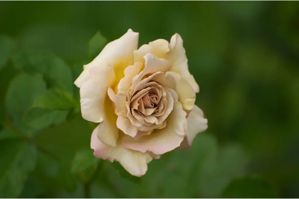 Message Champagne Rose