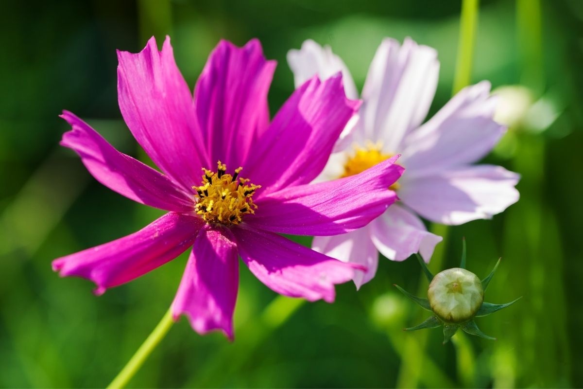 Mexican Aster