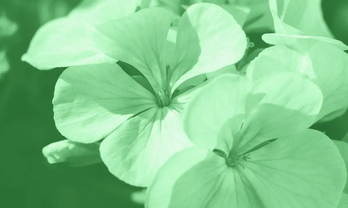 Mint Green Flowers