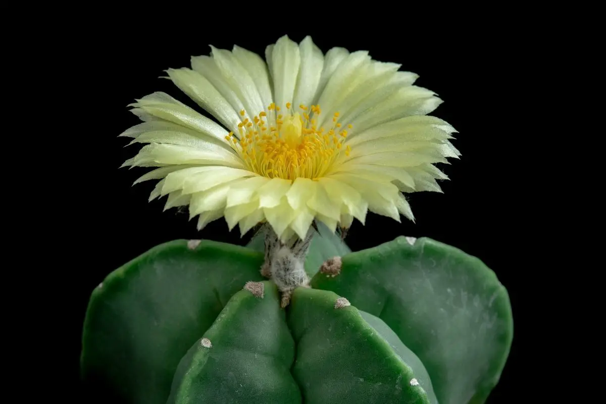 Mitra (Astrophytum myriostigma nudum)
