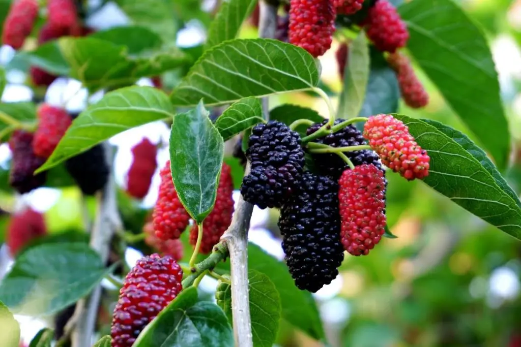 Mulberries 