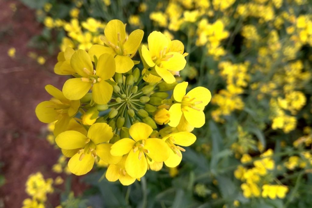 Mustard Flowers  (1)
