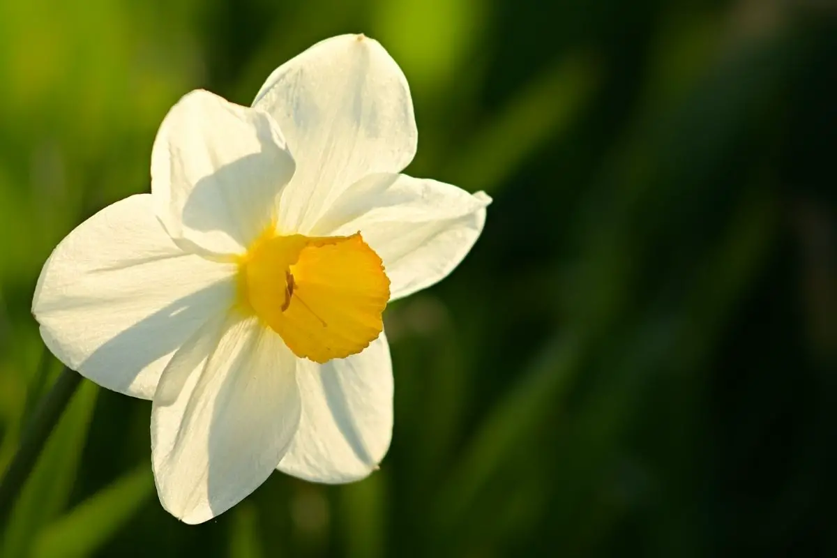 Narcissus cream flowers