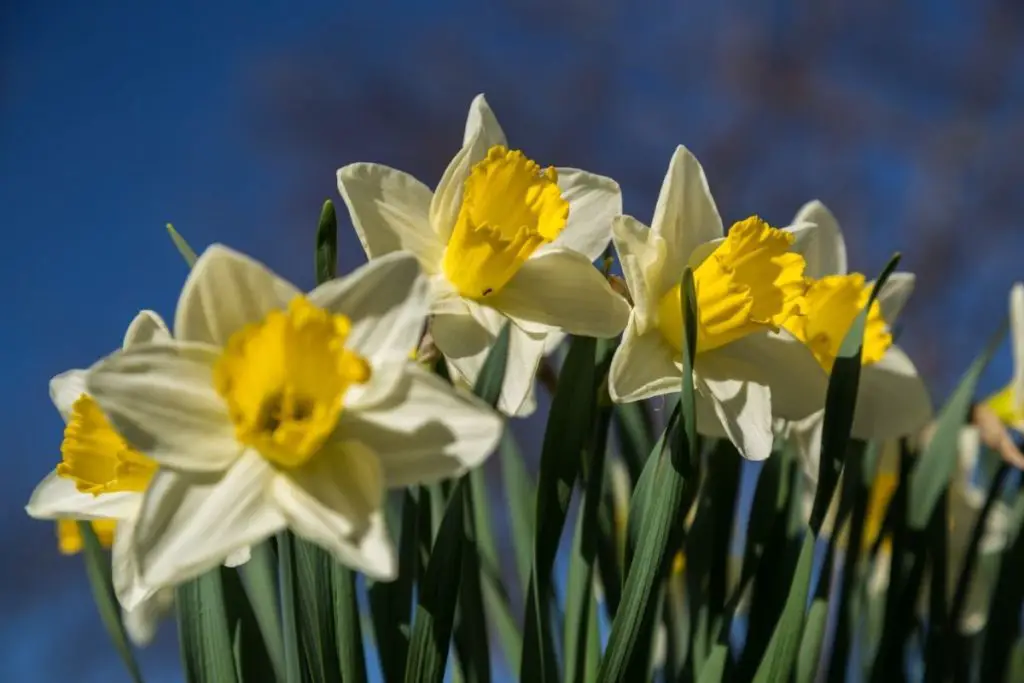 Narcissus (Narcissus Poeticus) 