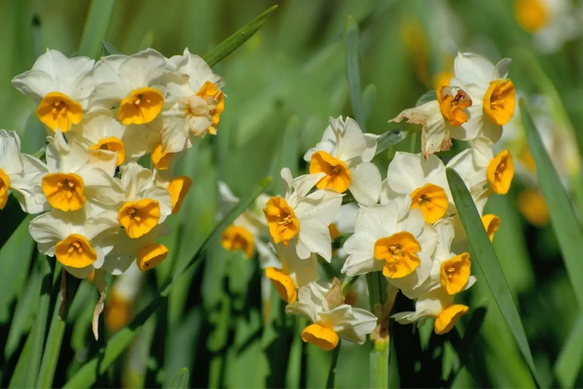 Narcissus Tazetta - Tazetta Narcissus