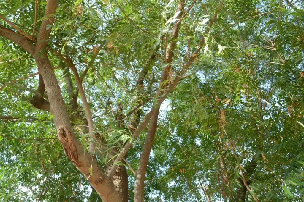 Neem Tree (Azadirachta Indica) indian plants