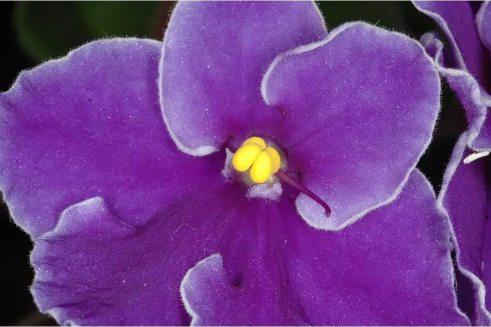 New Brunswick - Purple Violet  canadian flowers