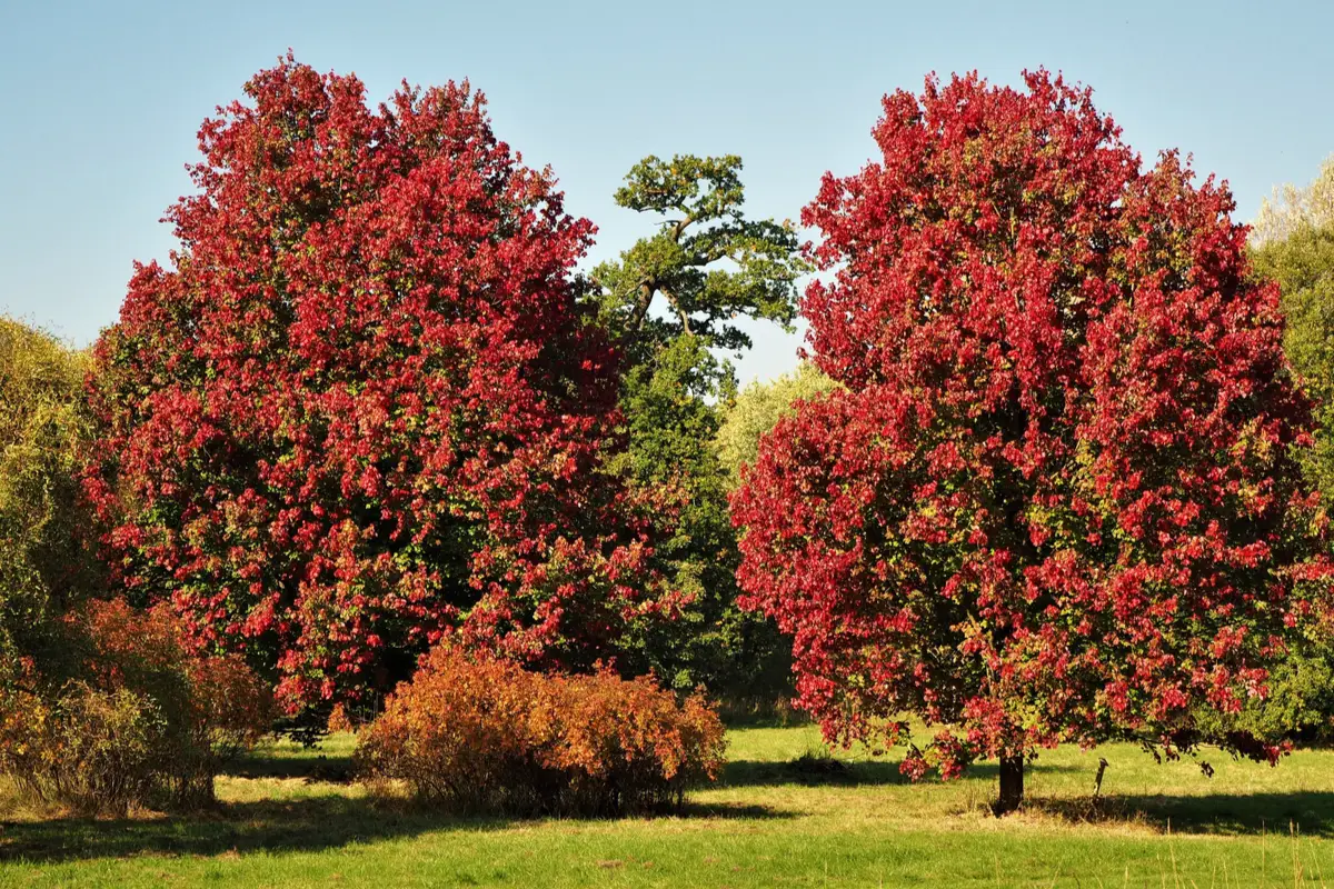 Red Trees-October Glory (Acer Rubrum) 