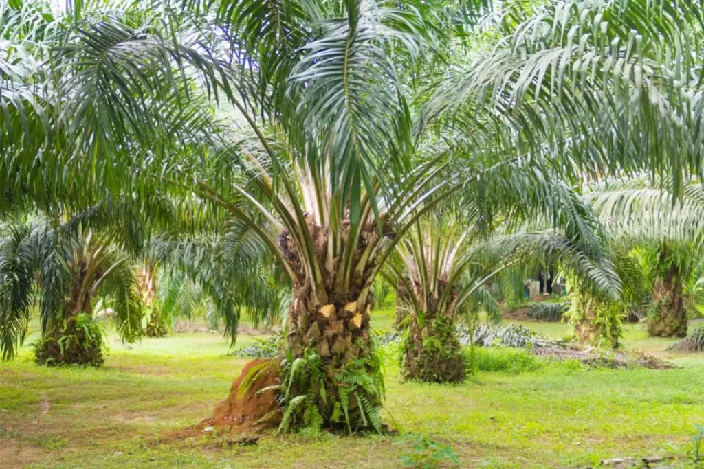 Oil Palm Tree start with O