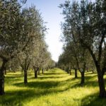 16 Awesome Olive Trees (With Pictures)