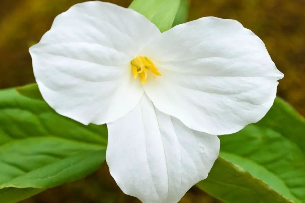Ontario - White Trillium canadian flowers