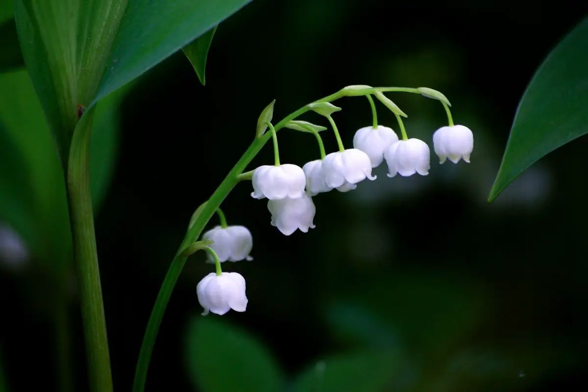 Opal - Lily Of The Valley