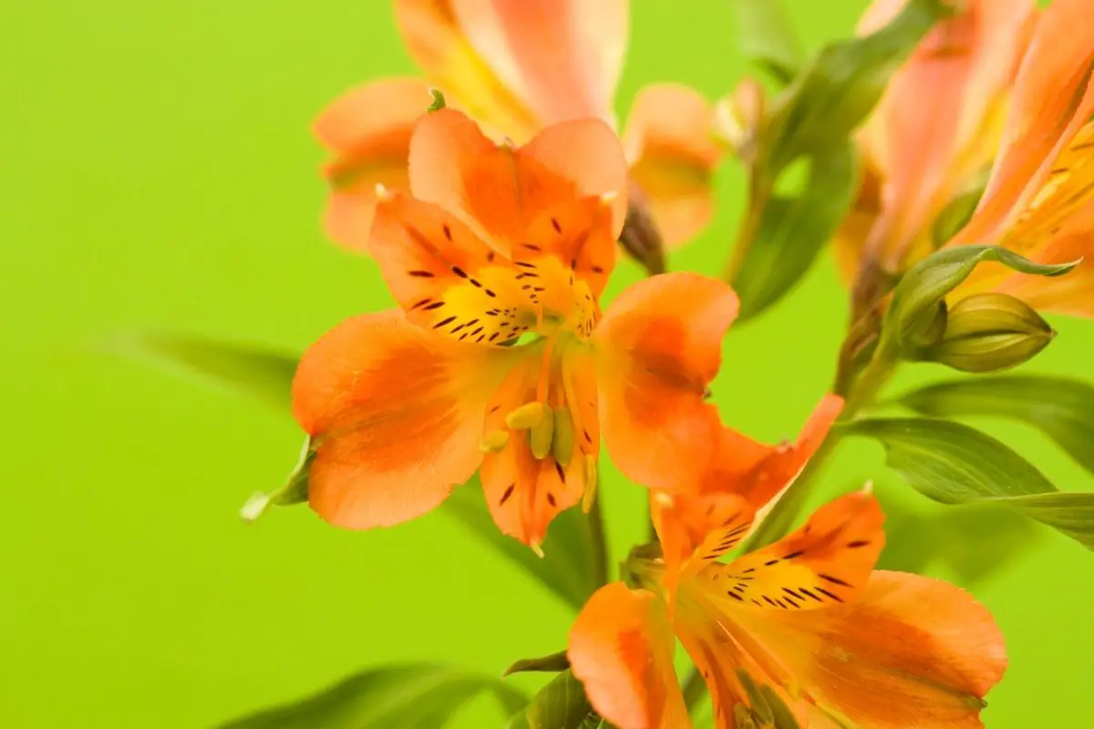 Orange Alstroemeria Flowers