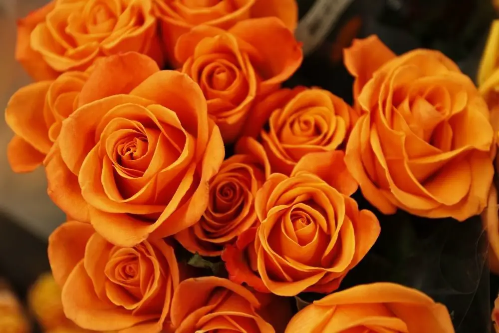 32 Awesome Orange Flowers (With Pictures)