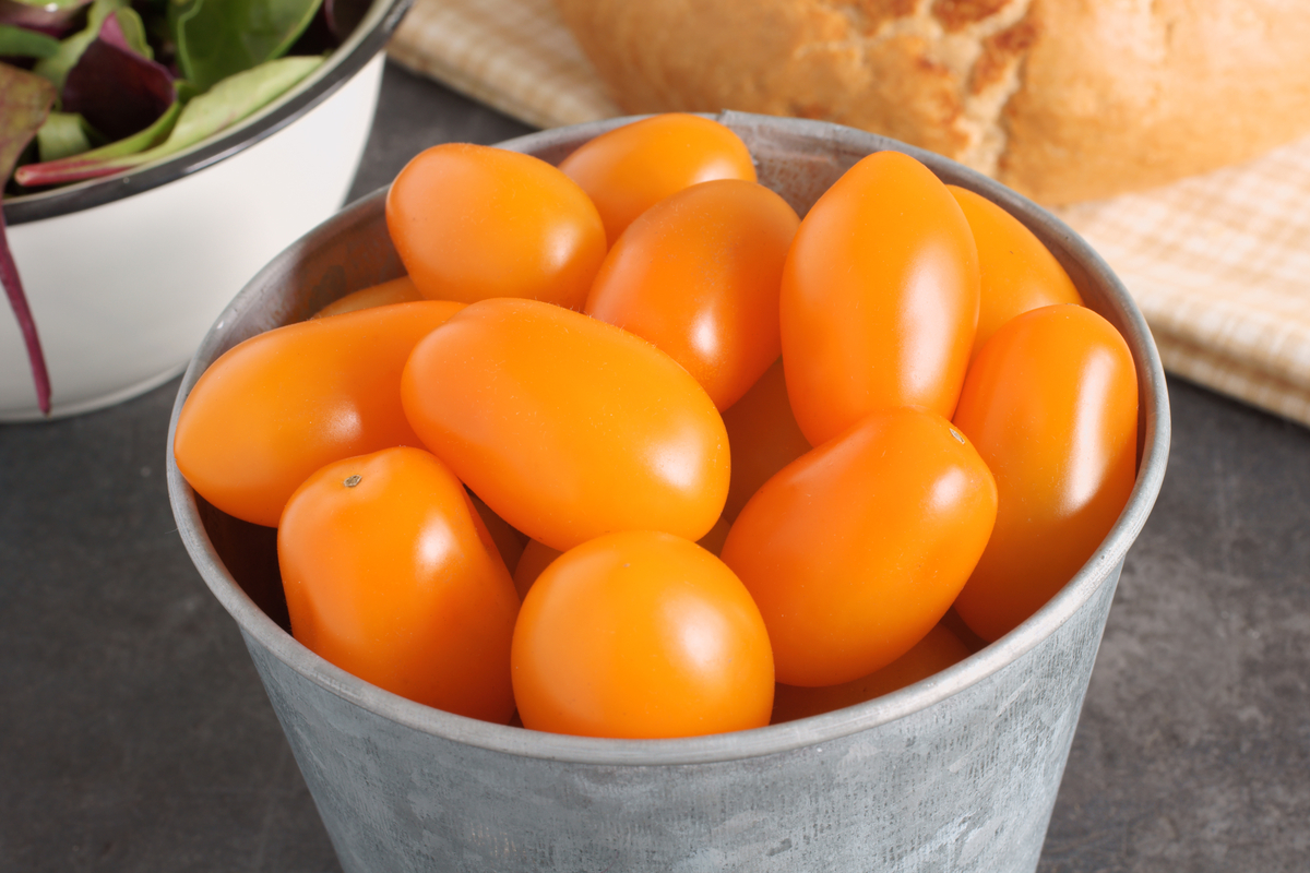 Orange Santa Tomato Plants