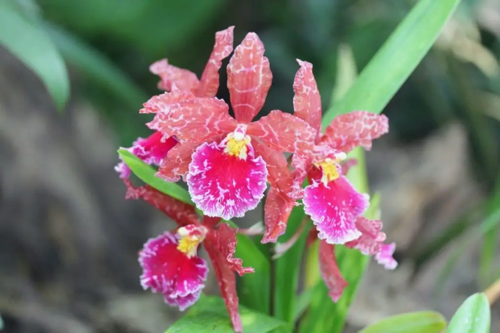 Orchid (Orchidacea)