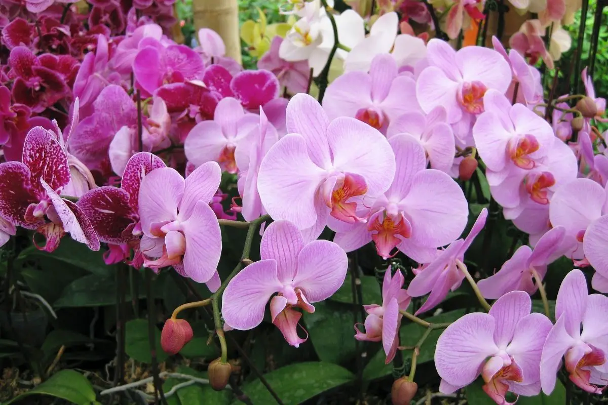 Orchid (Orchidaceae) 