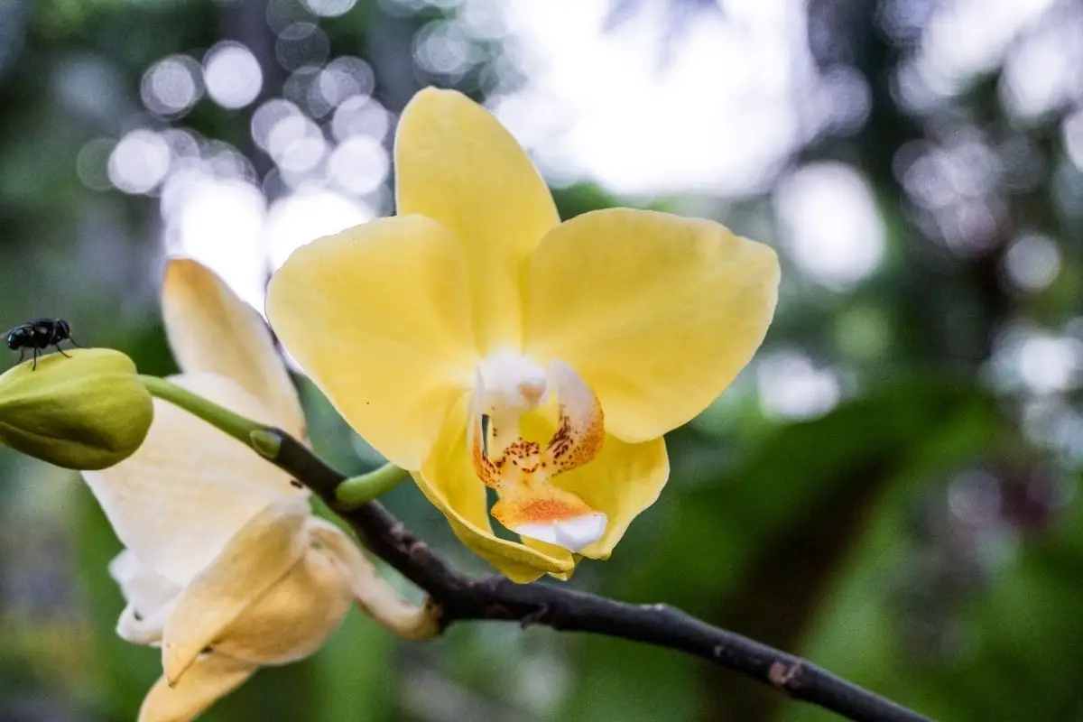 Orchids amazon flowers