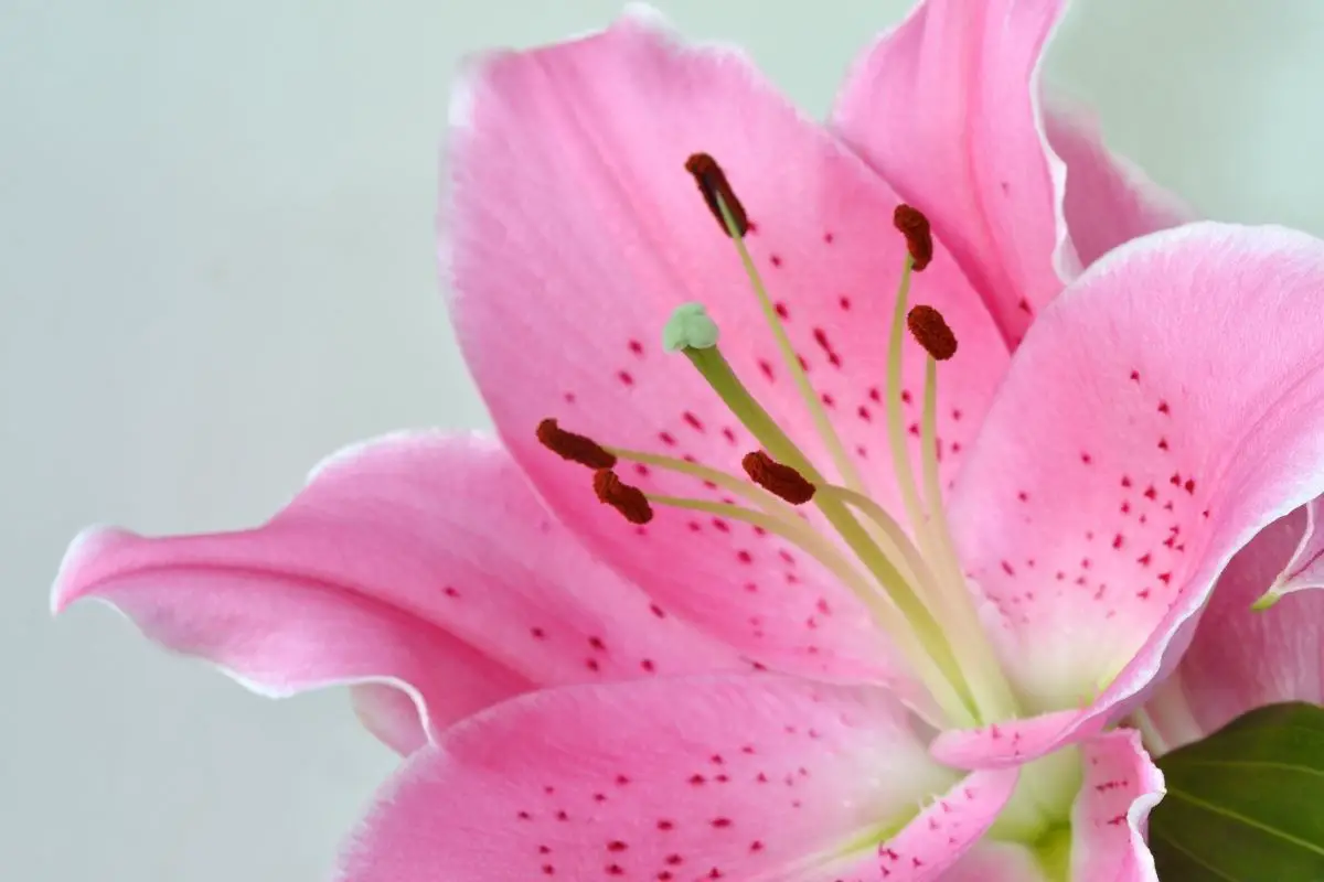 Oriental lily (Lilium)