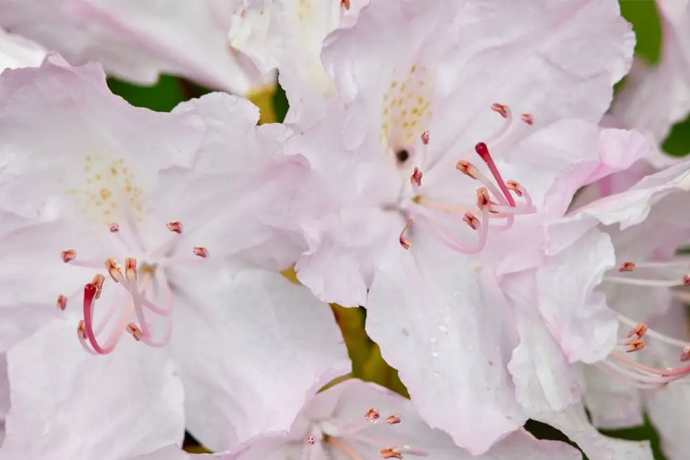 21 Pretty Pale Pink Flowers (Including Pictures)
