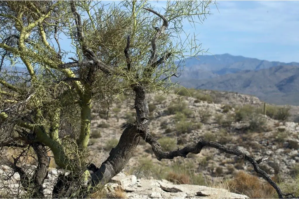 Palo Verde trees that start with P 