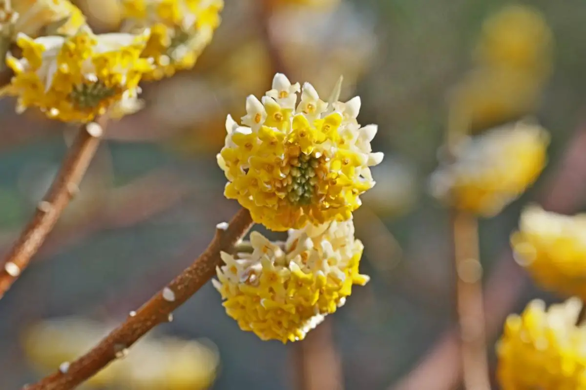 Paperbush plant (Edgeworthia chrysantha) 