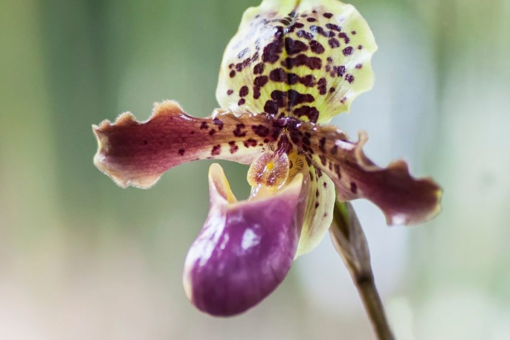 Paphiopedlium Orchids