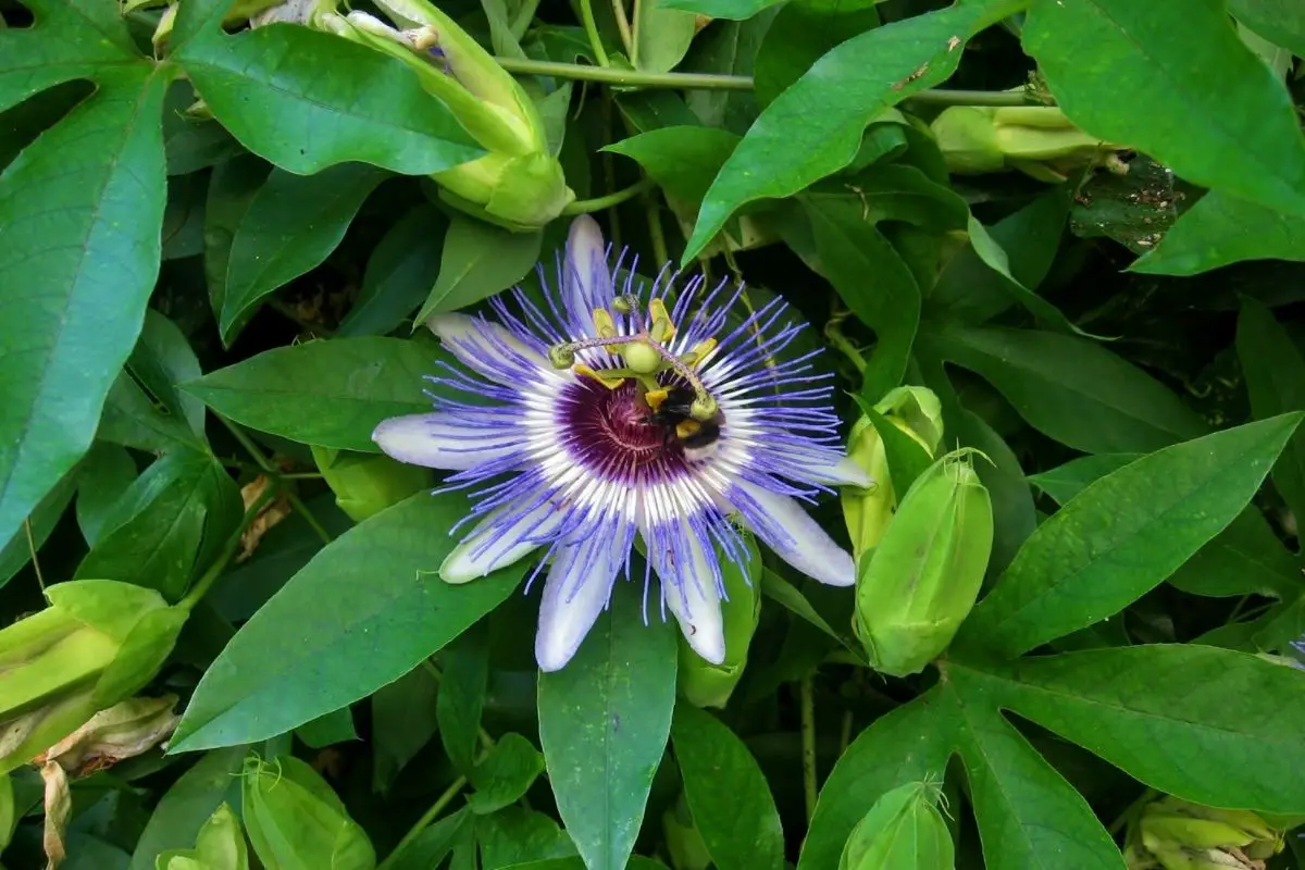  Passiflora Incarnata