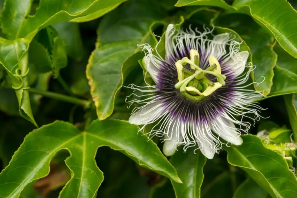 Passionflower, Passiflora Edulis