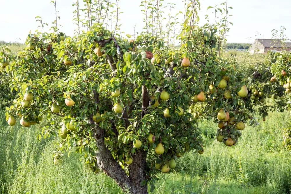 Pear Trees 
